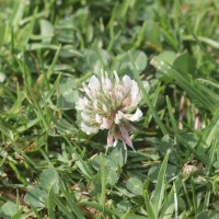 Trifolium repens L.